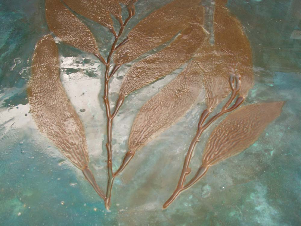 Detail of stamped Seaweed in decorative concrete floor